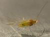 Drepanosiphum platanoidis